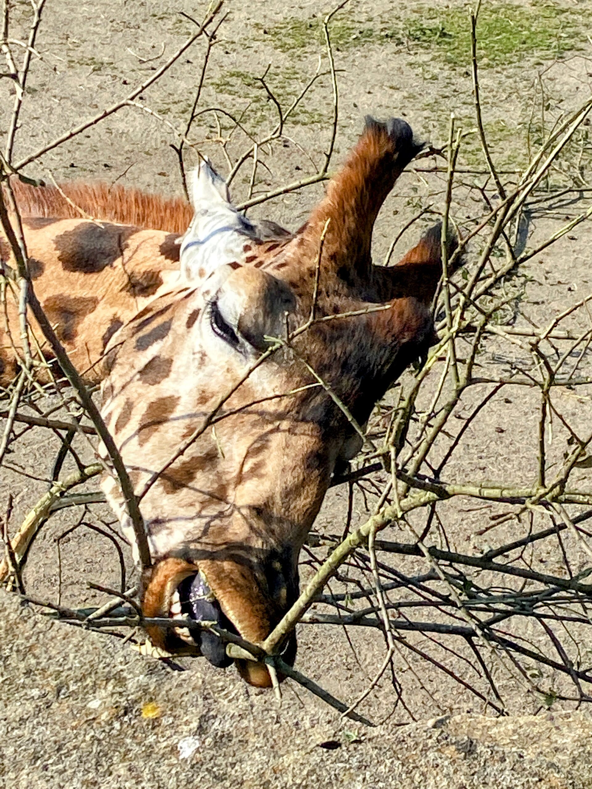 Giraffe at zoo